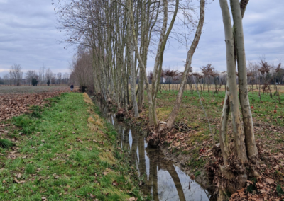 Water ditch with a hedge - Paduas pilot site