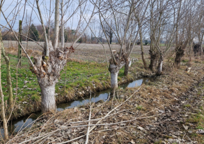 Water ditch with a hedge - Paduas pilot site