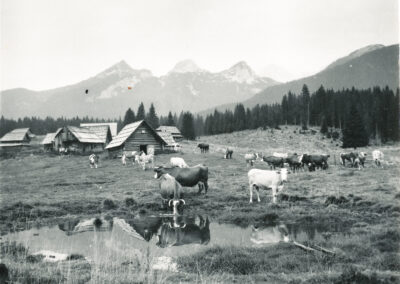 Pokljuka planina Javornik živina pri močilu