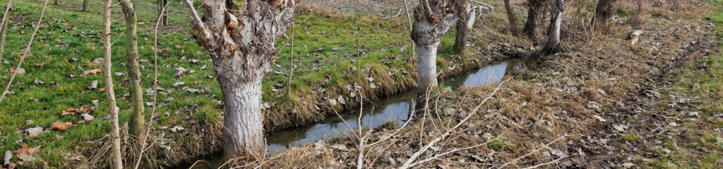 Water ditch with a hedge_Paduas pilot site